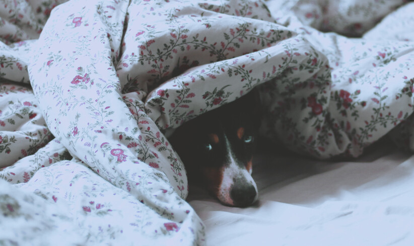 Frauen schlummern besser mit Hunden im Bett
