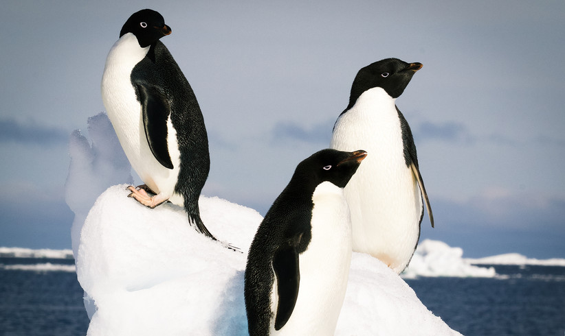 Pinguine anhand ihrer Exkremente von Satellit gefunden