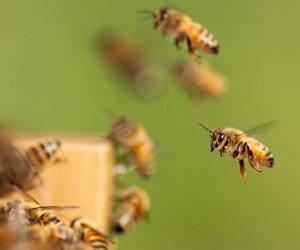 Bienenvölker mieten 