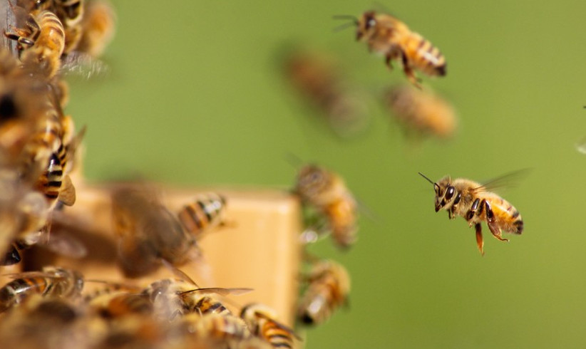 Bienenvölker mieten 