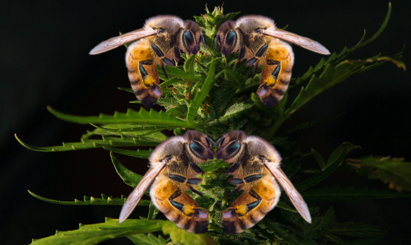 Bienen retten mit Cannabis