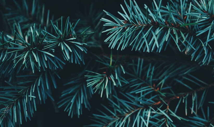 Nachhaltige Weihnachtsbäume