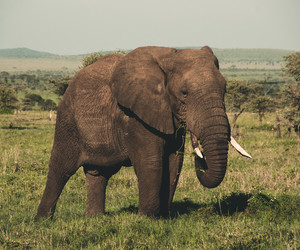 SMS vom Elefantenhandy