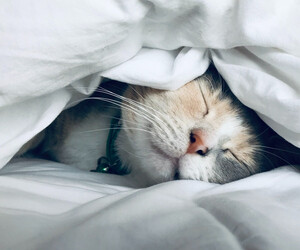 Haustiere im Bett für besseren Schlaf