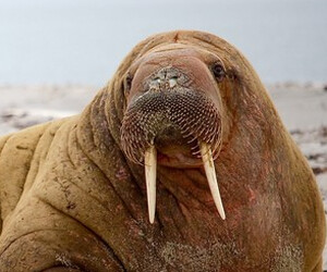 Walrus from Space 