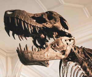 Europas erste T-Rex-Auktion