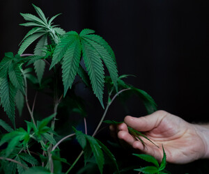 Eine Growbox für den privaten Cannabisanbau
