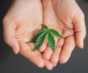 Mit klarer Vision zum erfolgreichen Cannabis-Start-up