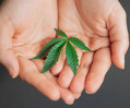 Mit klarer Vision zum erfolgreichen Cannabis-Start-up
